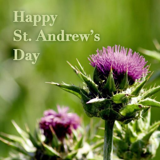 St Andrew's Day Greeting Card